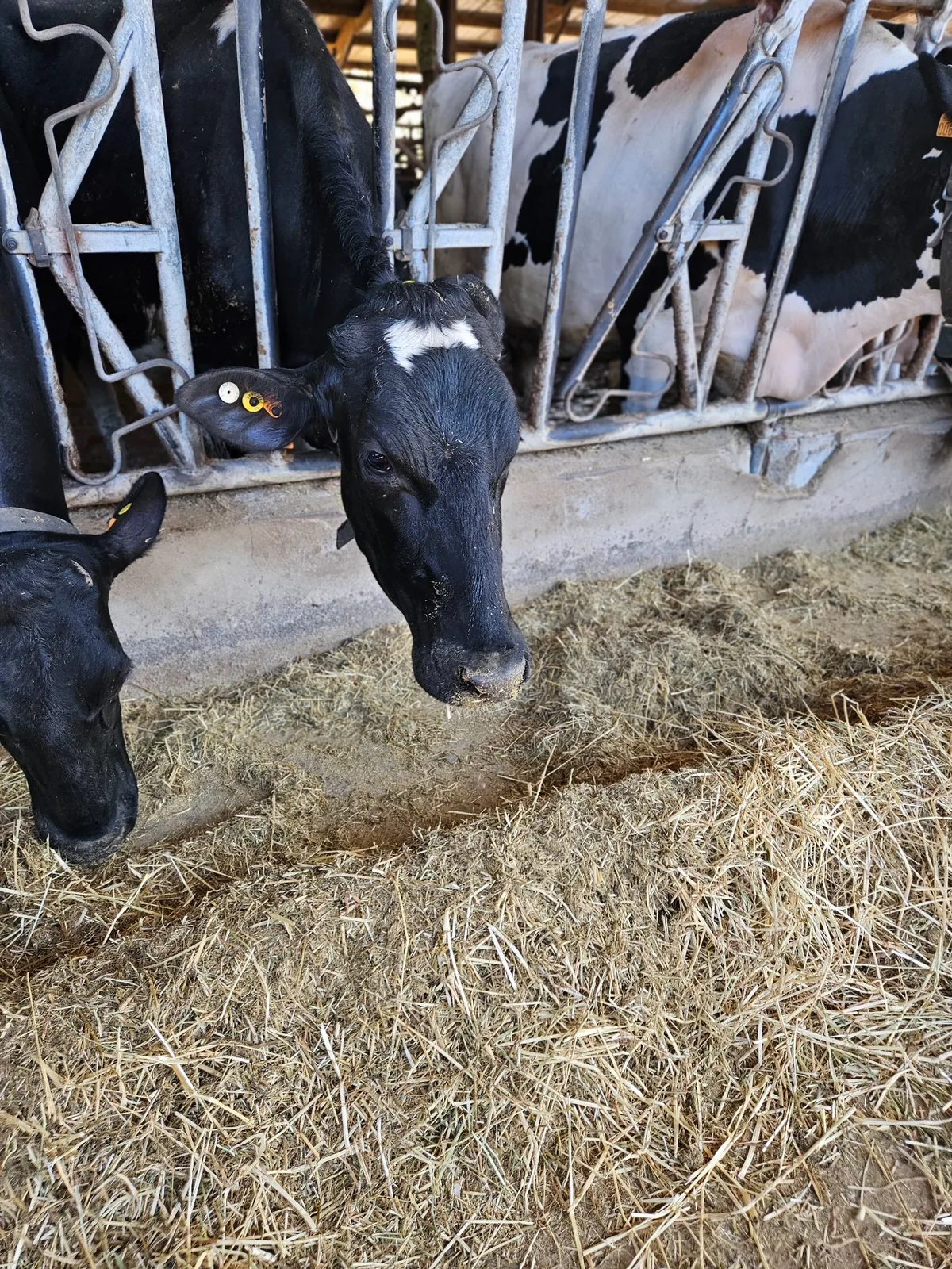Structured cattle feeding system observed during a promoter benchmarking visit to a European dairy farm
